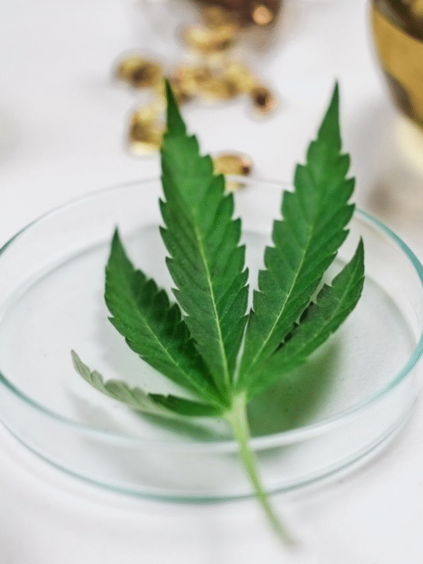  What Does Cannabis Law Say About Cancer Patients?